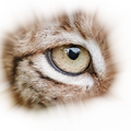 175 oeillynx 480x460