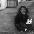 2475 w. eugen smith chimp and kitten  1024x800