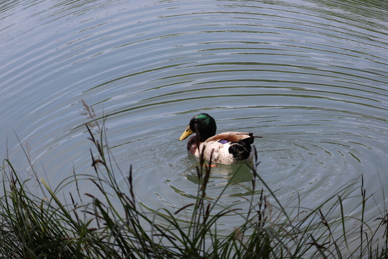 canard palivettes2