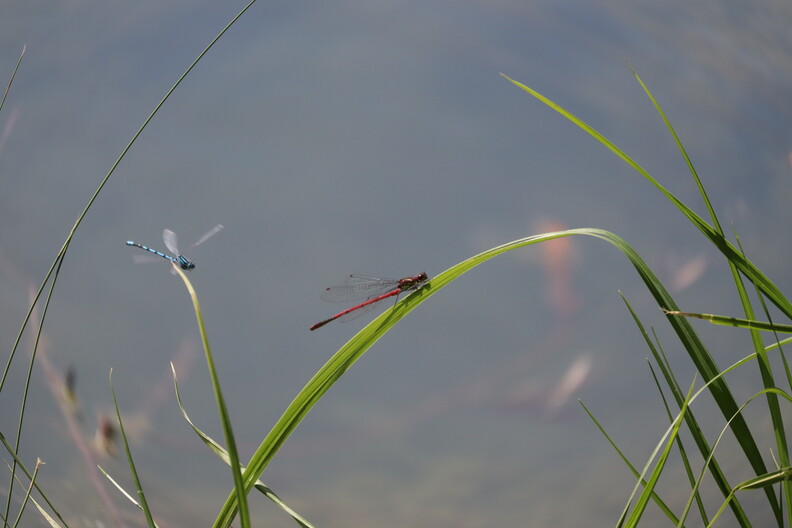 libellules