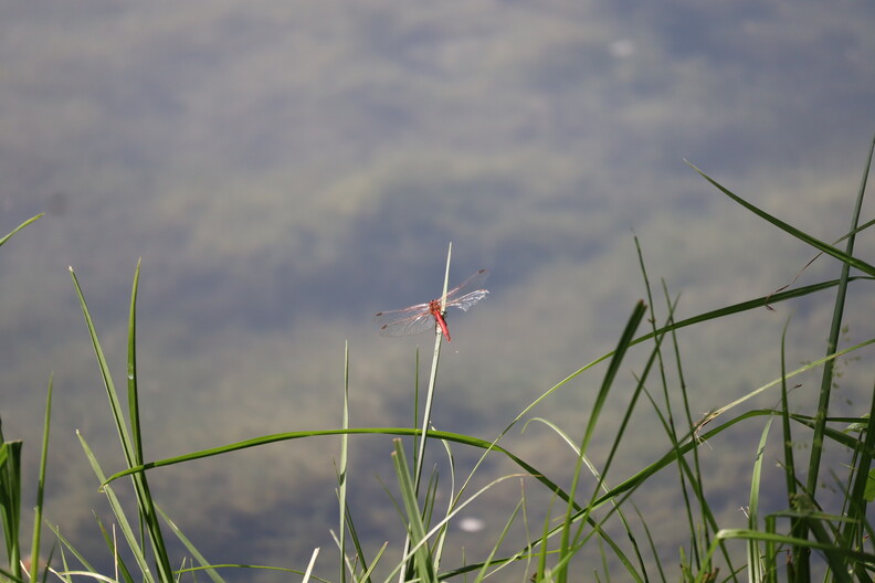 libellule rouge3