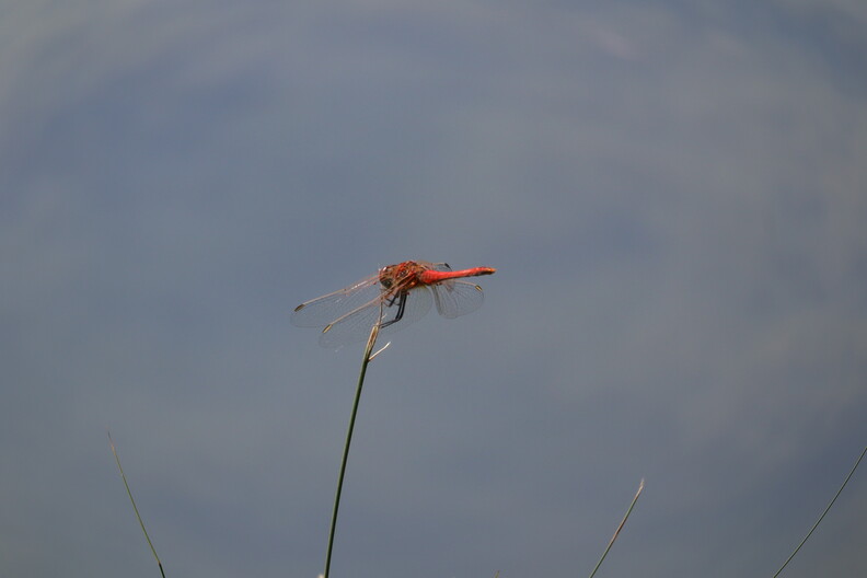 libellule rouge4