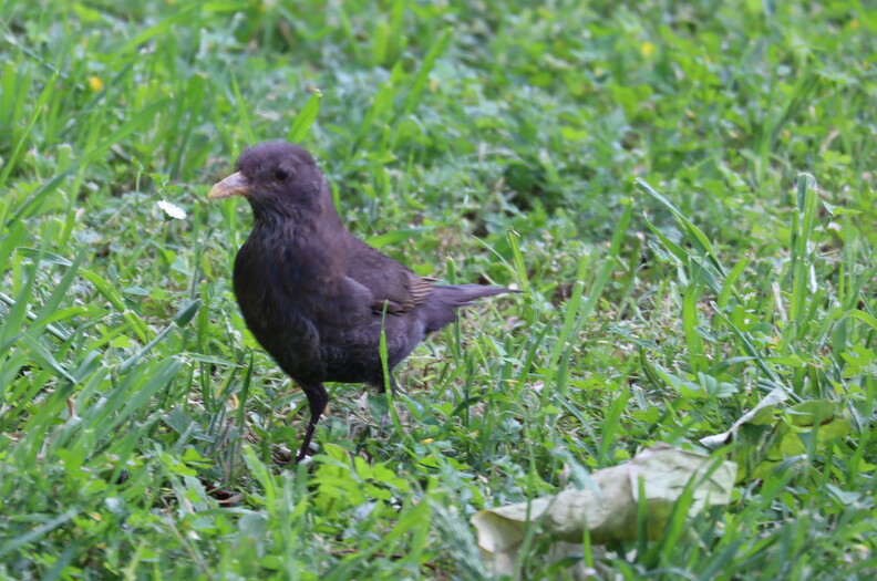 oiseau