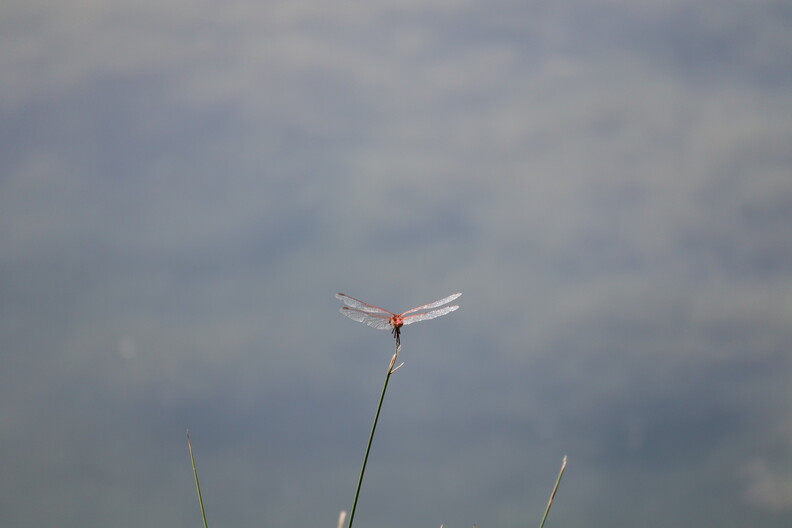 libellule rouge2
